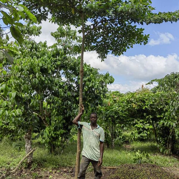 Cultivating a sustainable tomorrow for the cocoa chain